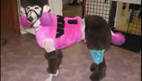 derbydog poodle 2
